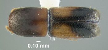 Media type: image;   Entomology 604568 Aspect: habitus dorsal view